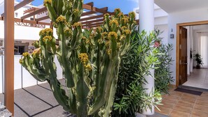 Un cactus grande en un patio con un porche de madera y un edificio blanco al fondo.