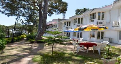 Mountain Quail Morni