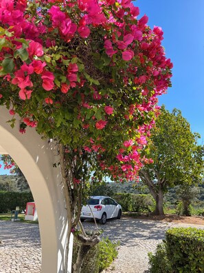 A paved pathway, a white car, and a tree with pink flowers.