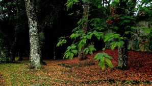 A forest scene with trees and a ground covered in fallen leaves. - Family Heirloom Furniture | A/C | Garden | Workspace | in Sâo Lourenço park. (São Lourenço Curitiba)