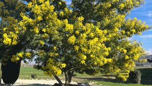 A tree with yellow flowers, a stone wall, and a paved path. - Provencal house with swimming pool in the heart of nature on 5000m2 of land (Montélimar)