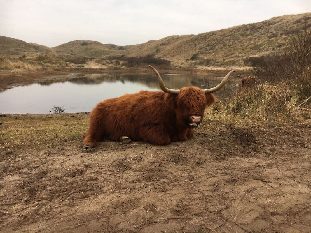 Une vache des Highlands allongée sur un chemin de terre, au bord d’un lac.