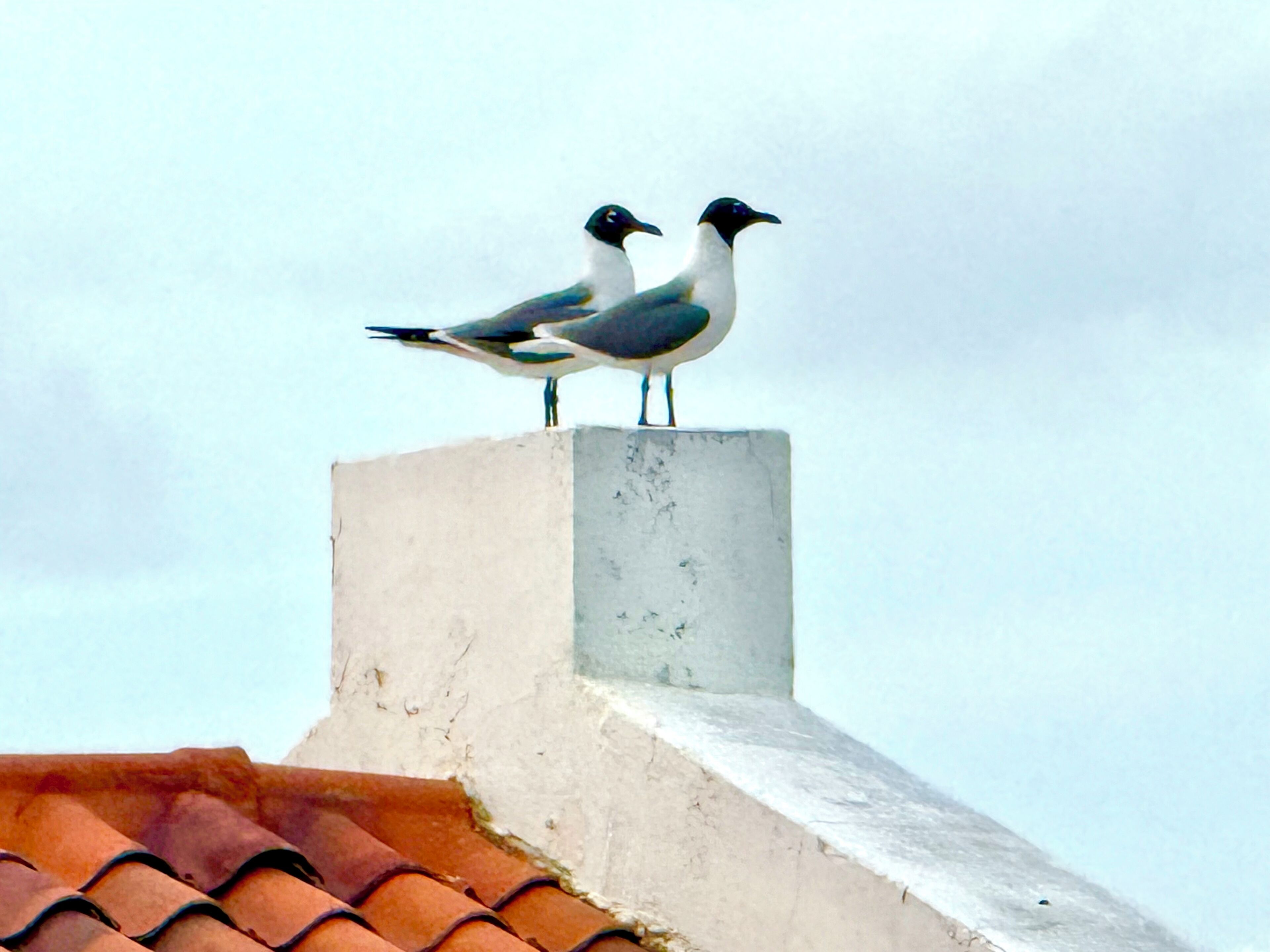 Deux oiseaux étaient perchés sur un toit.