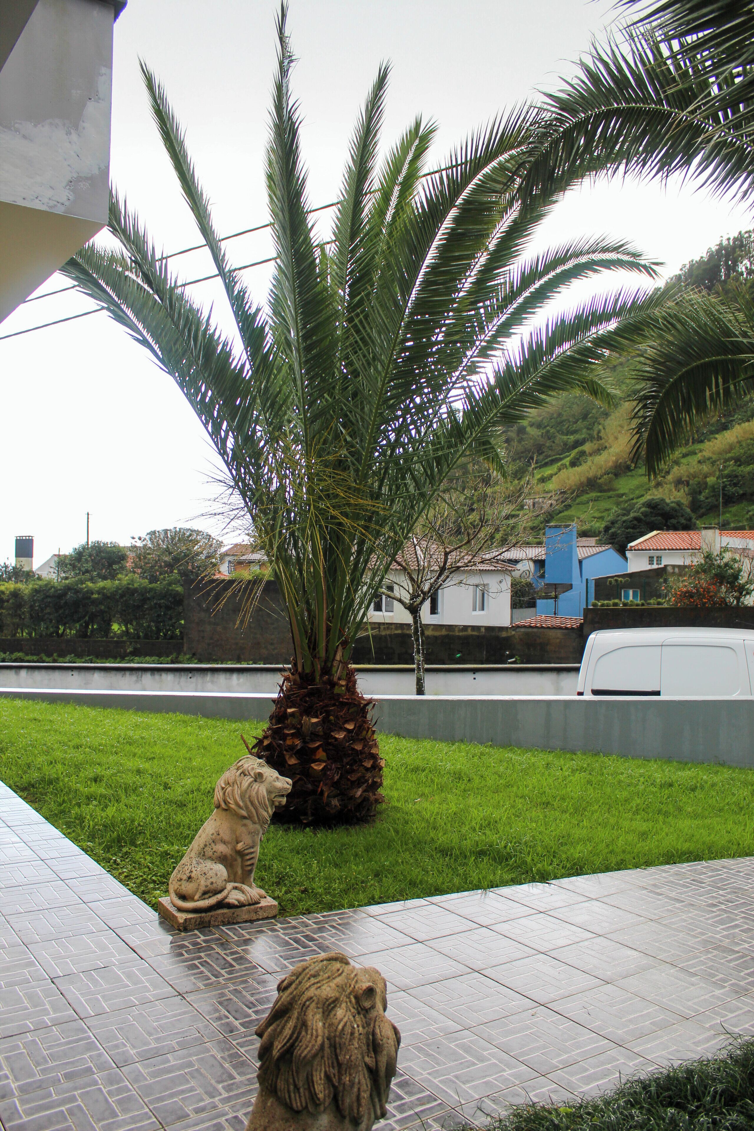 Un patio con una palmera, una estatua de león y un camino empedrado.