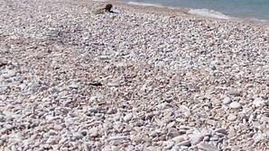 Une plage de galets, un ciel dégagé, des collines lointaines et une construction sur l’eau.