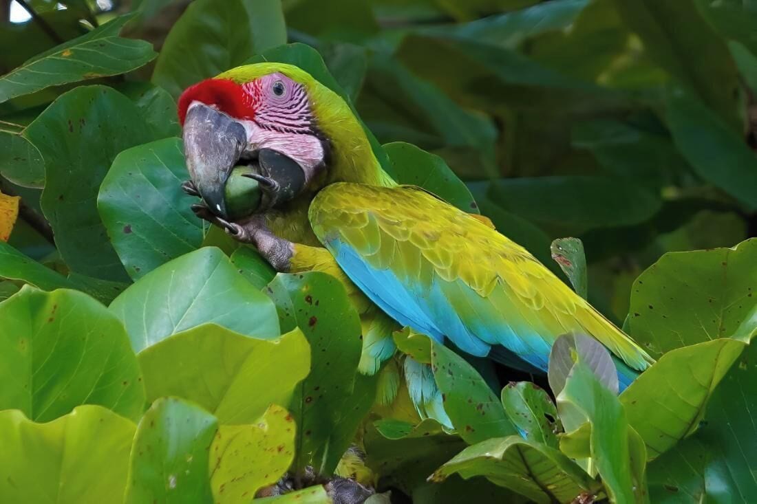 A parrot perched among green leaves.
