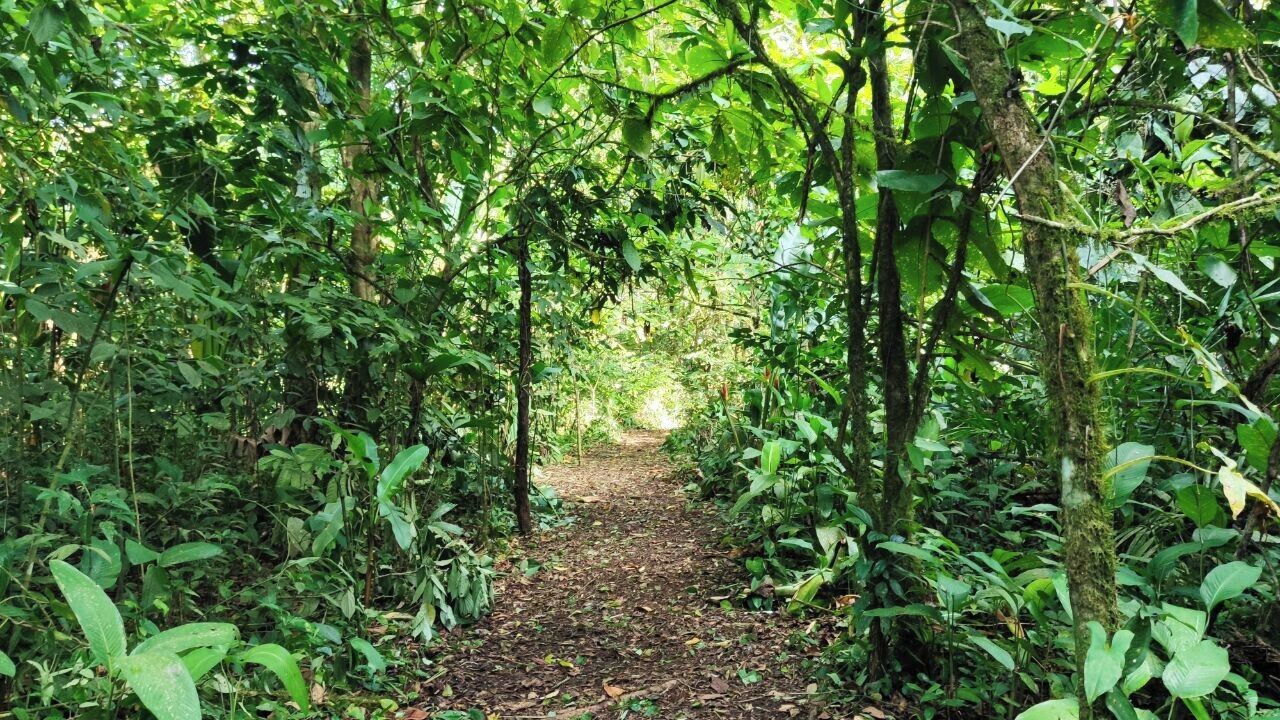 Un sendero estrecho en un bosque, rodeado de frondosa vegetación verde.