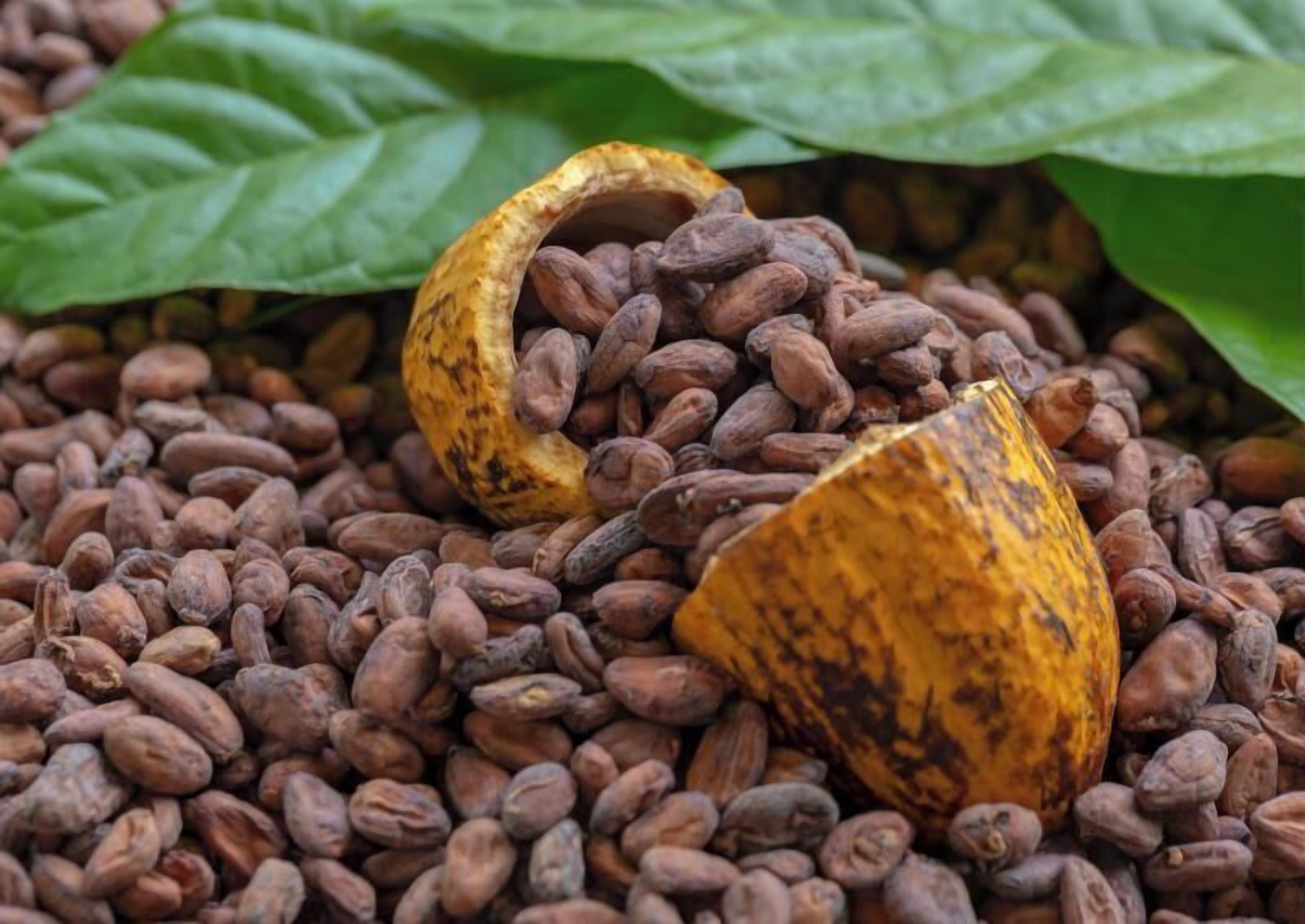 A pile of cocoa beans with a partially opened cocoa pod.
