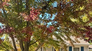 A single-story mobile home with a front porch, a tree with autumn leaves, and a well-maintained lawn. - Midtown Cottage, unique stone patio, family-dog friendly newly remodeled. (Tulsa)
