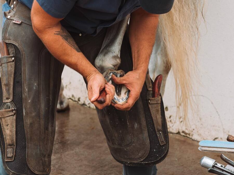 Escursioni a cavallo