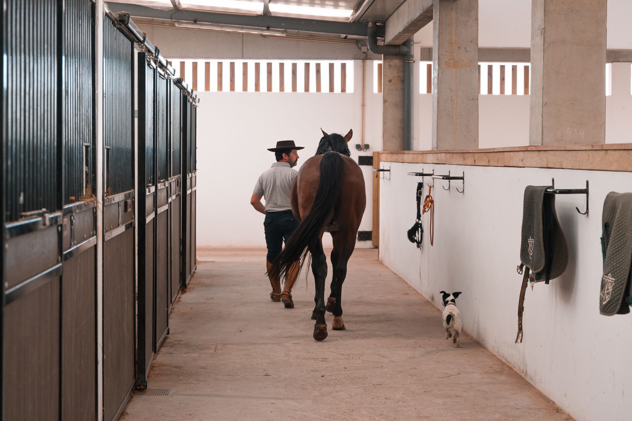 A stable with a horse and a dog walking down the aisle.