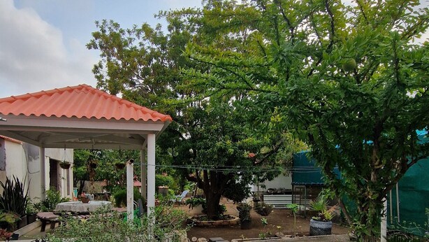 A garden with a gazebo, a large tree, and various plants. - Cozy small studio room in Julianadorp with own bathroom and kitchenette (Willemstad)