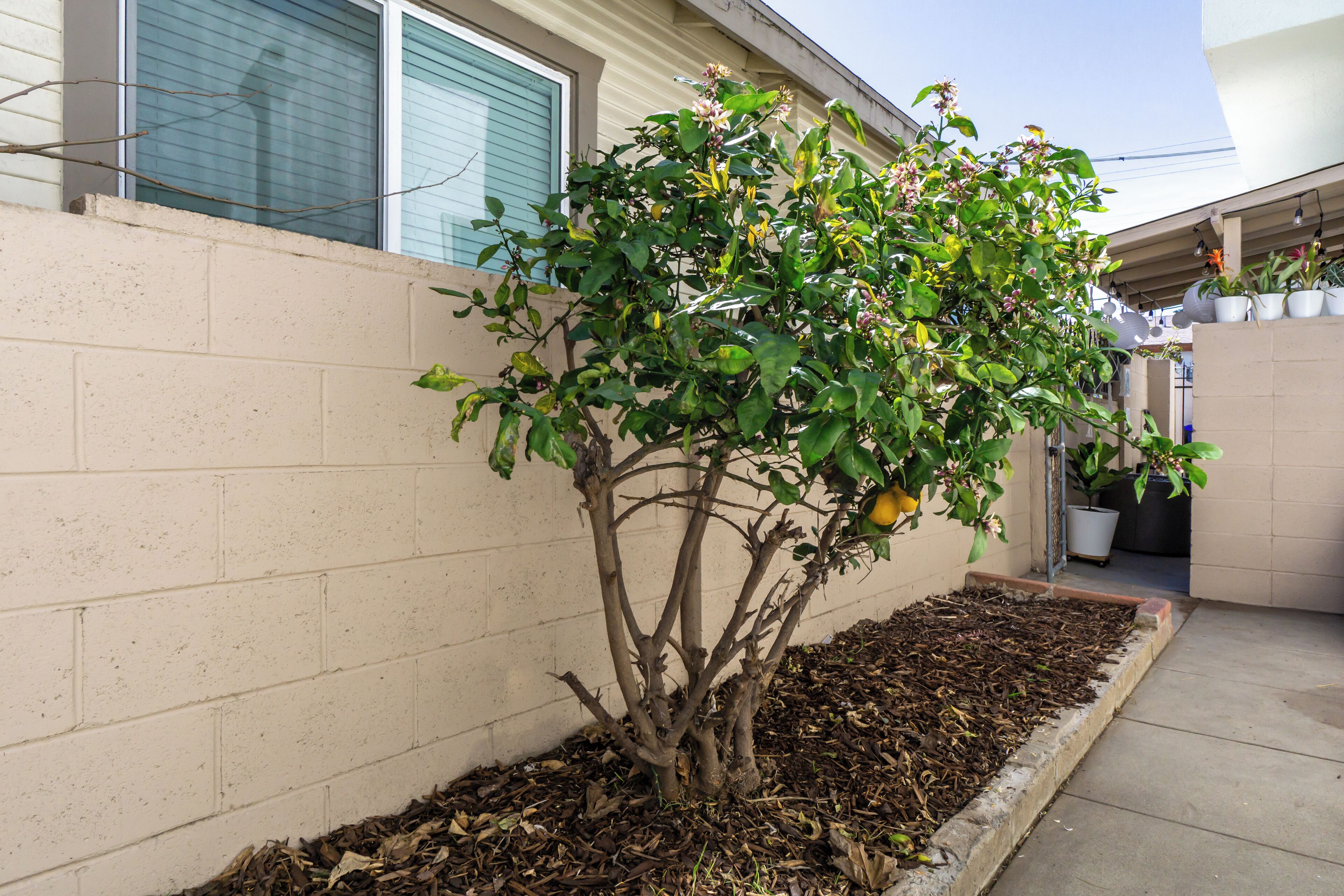 A small tree with green leaves and some flowers in a planter box next to a building.
