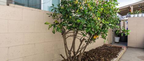 A small tree with green leaves and some flowers in a planter box next to a building.
