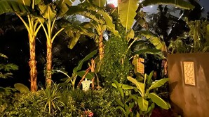 Um jardim noturno com bananeiras grandes e outras plantas.