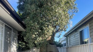 A backyard with a wooden bench, a large tree, and a white fence. - 21A Boab Cottage (Mayfield)