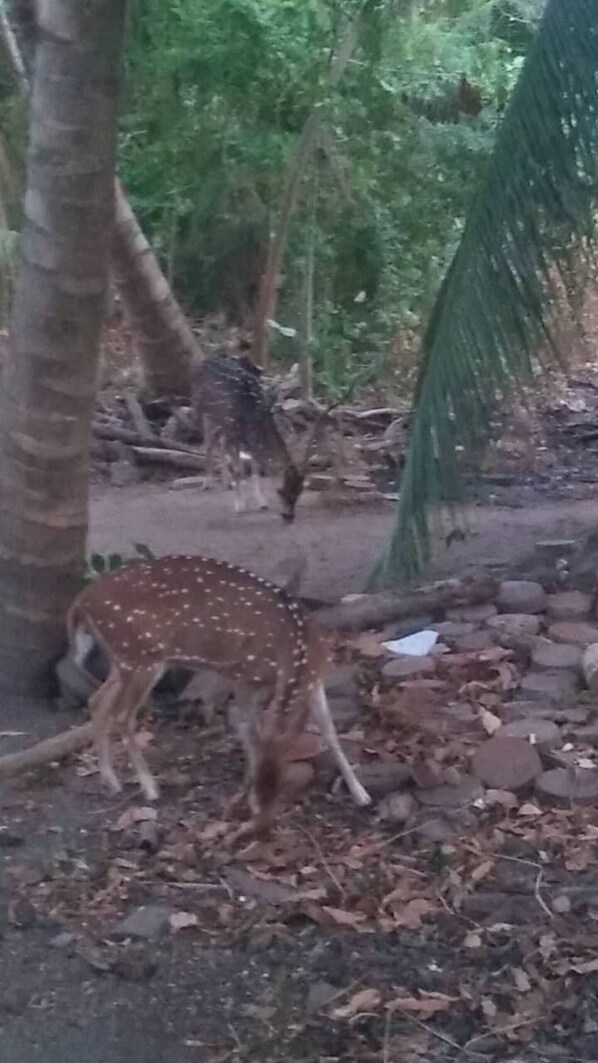 A deer in a forested area with trees and rocks. - Better Yala Home (Tissamaharama)