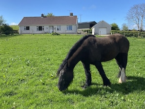 Property grounds - Betty's Farm Cottage (Enniskillen)