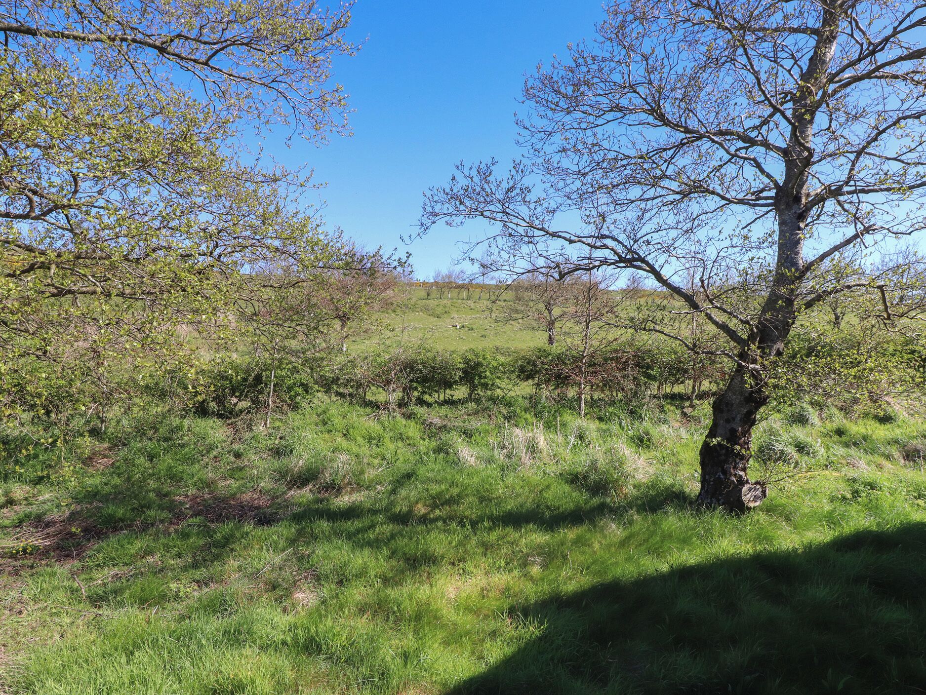 A grassy field with trees and a clear sky.