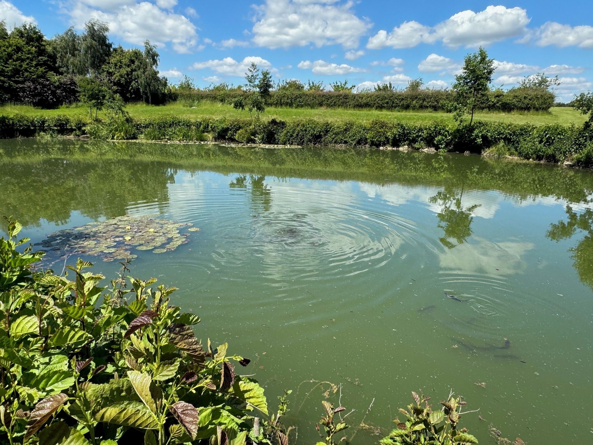 Un étang paisible, parsemé de nénuphars et entouré de verdure.