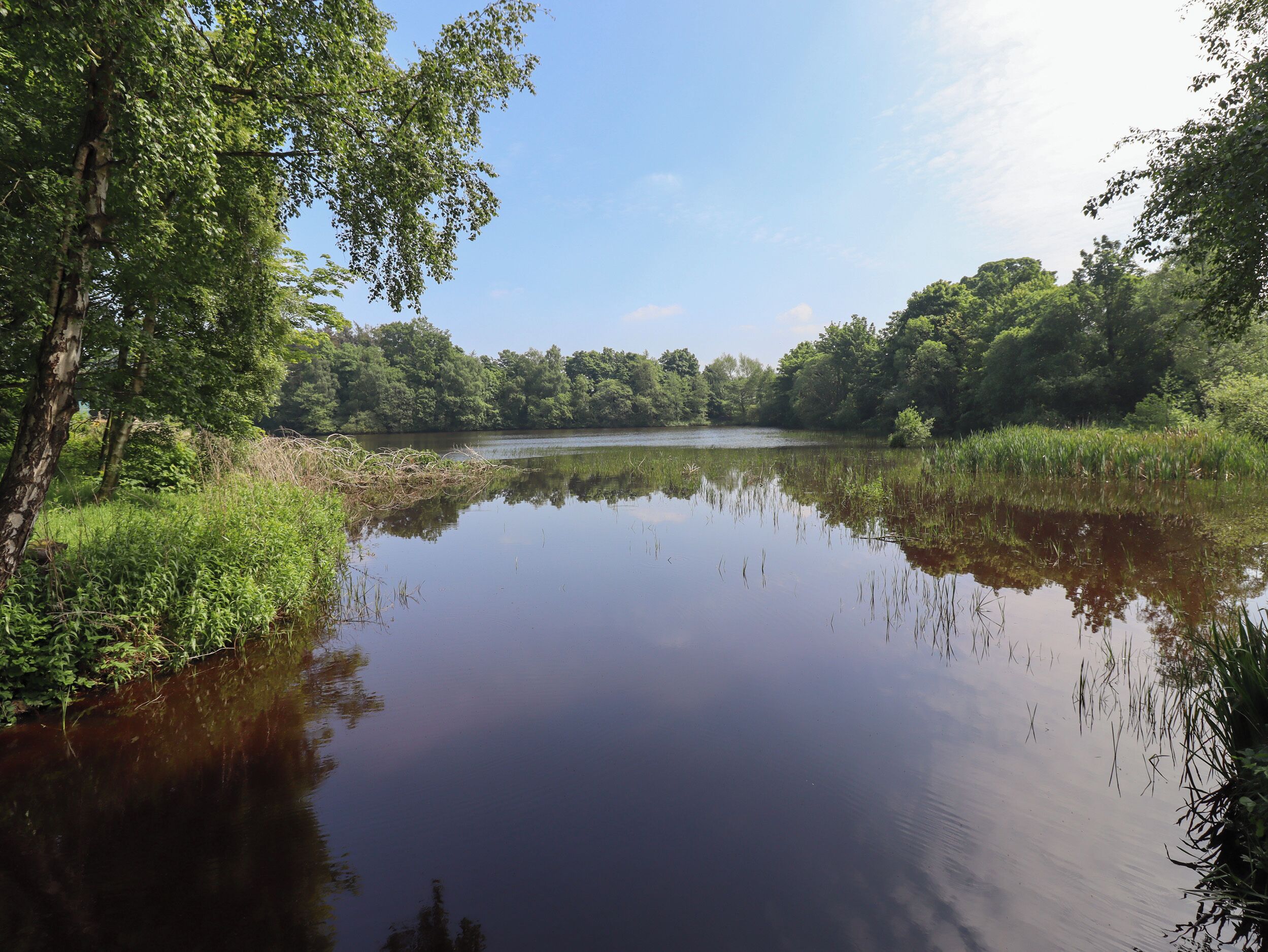 Un lac paisible, entouré d’une végétation luxuriante et d’arbres.