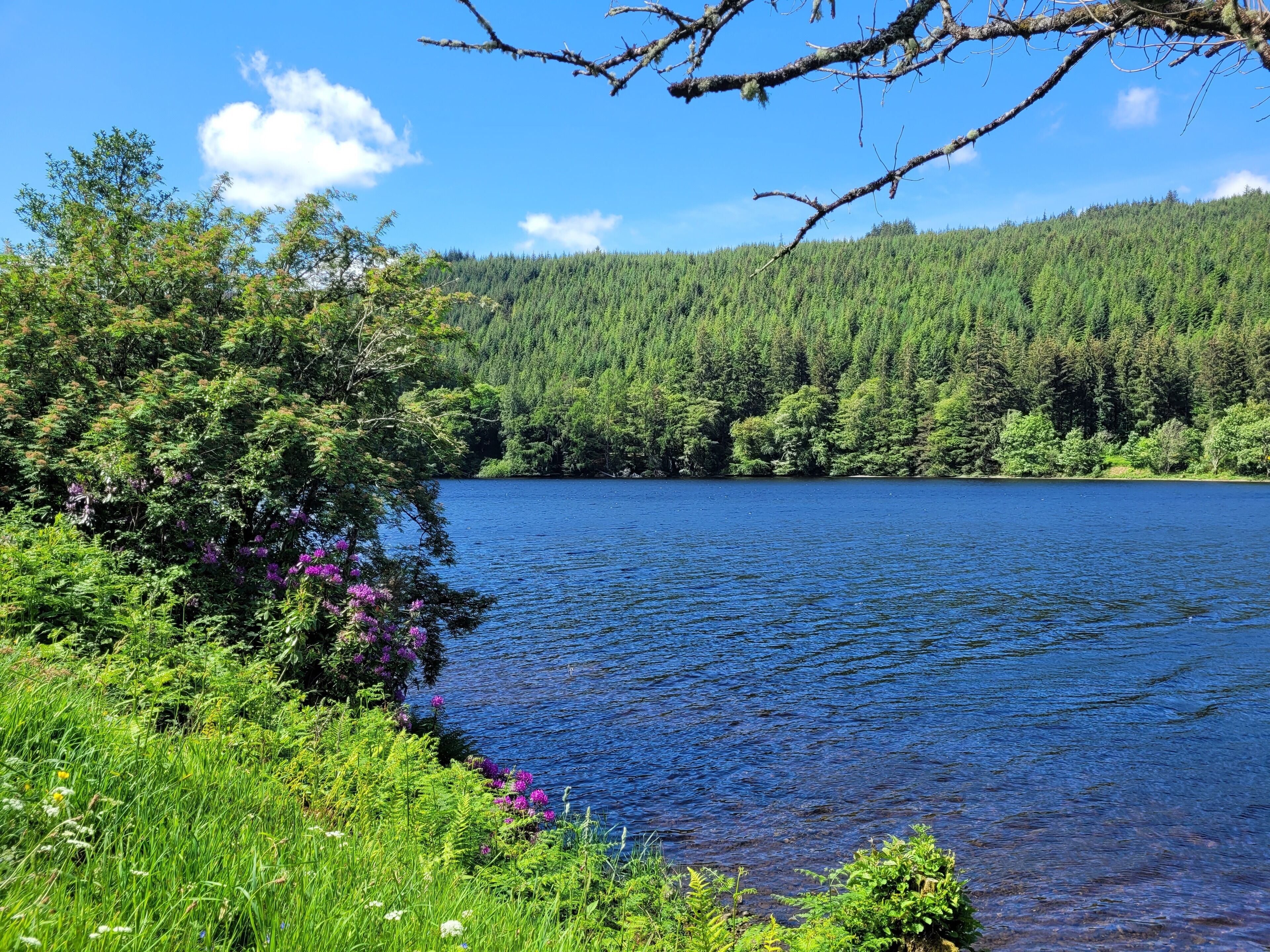 A serene lake surrounded by lush greenery and dense forest.