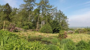 Un paesaggio tranquillo con uno stagno, alberi alti e cielo sereno.