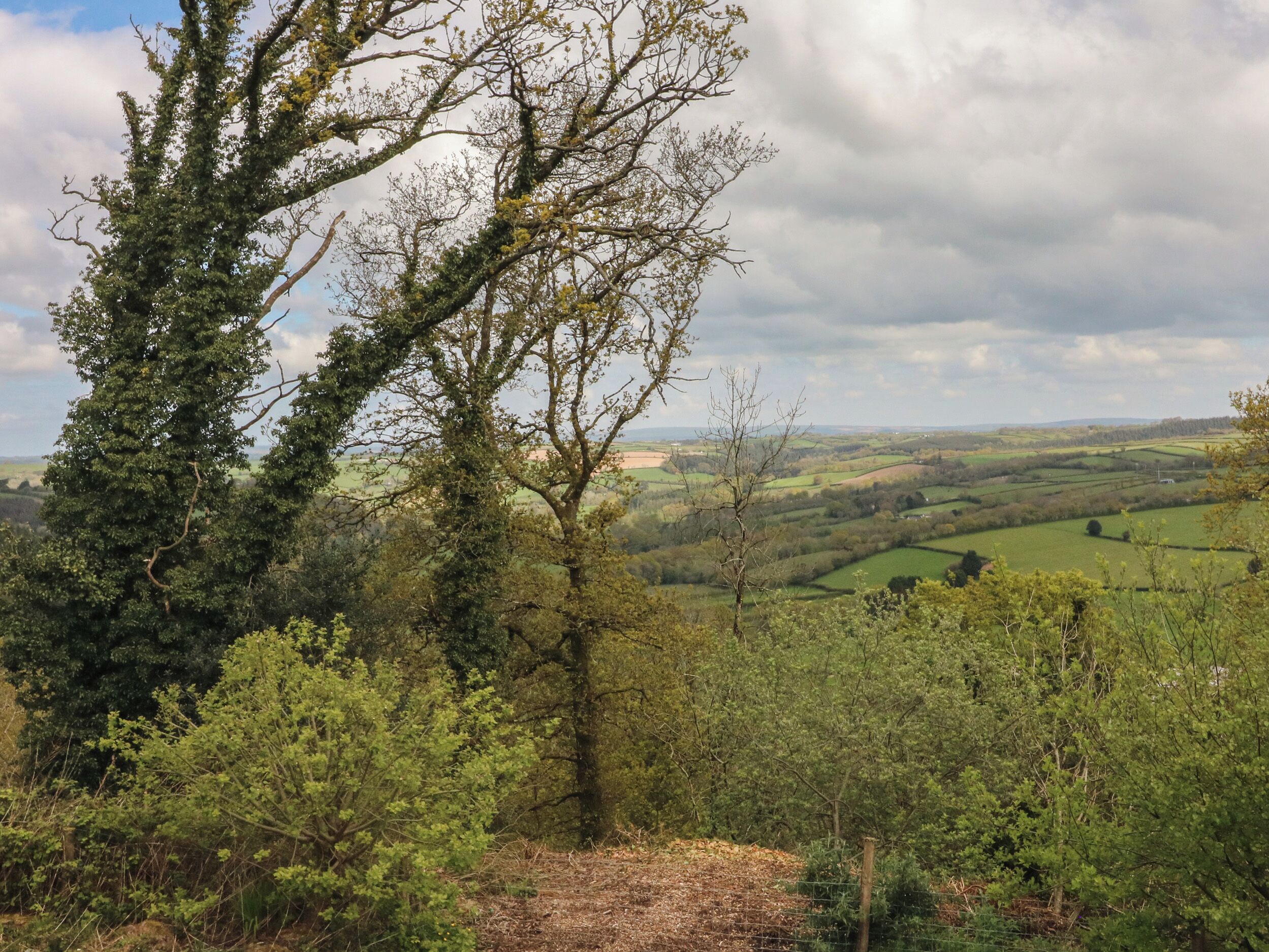 Paisaje rural con un árbol destacado en primer plano, diversa vegetación y colinas onduladas al fondo.