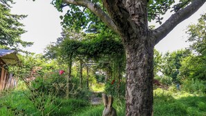 Un jardin avec un grand arbre, une structure en bois et une statue de lapin.