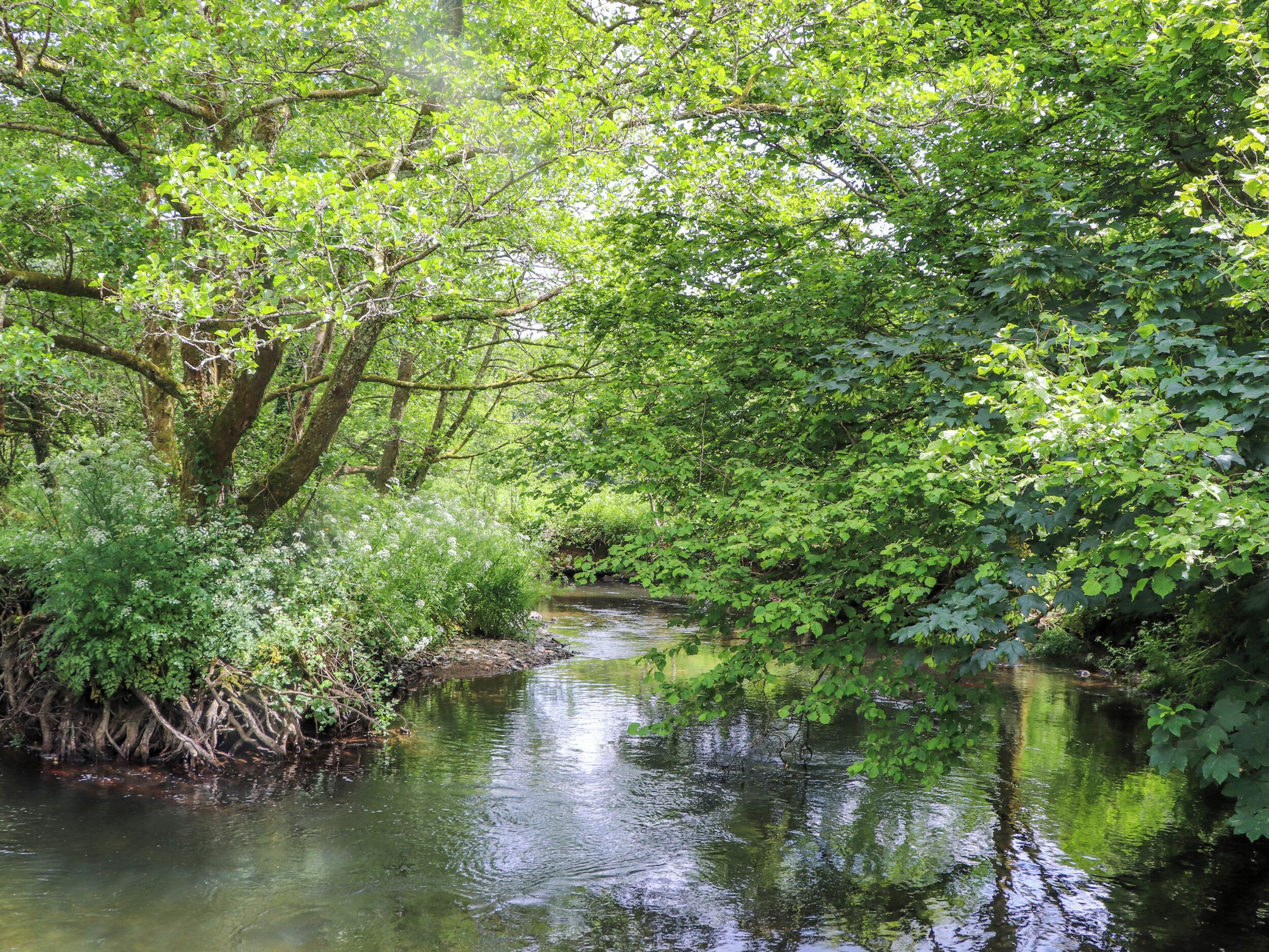 Une rivière paisible, bordée d’une végétation luxuriante et d’arbres.