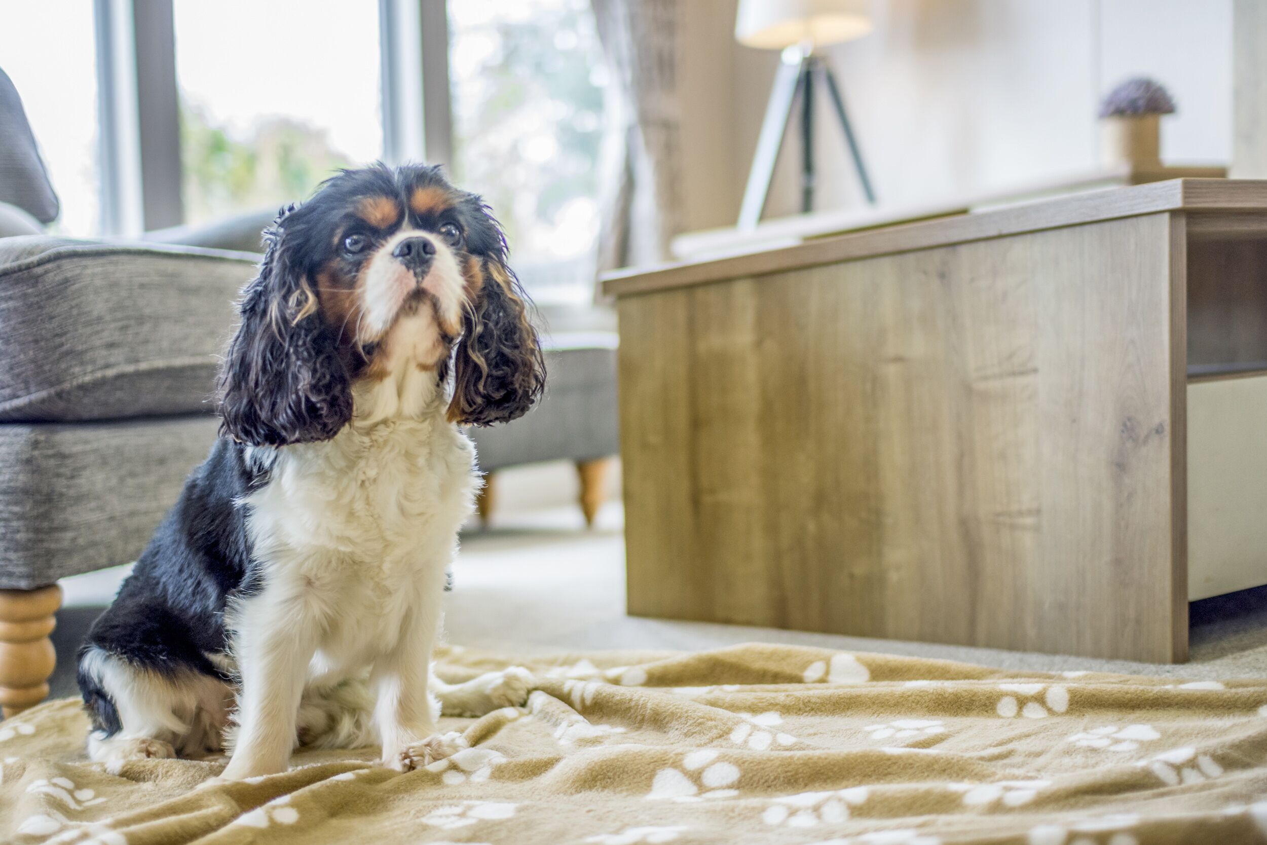A dog sitting on a patterned rug in a room with a wooden sideboard and a grey sofa.