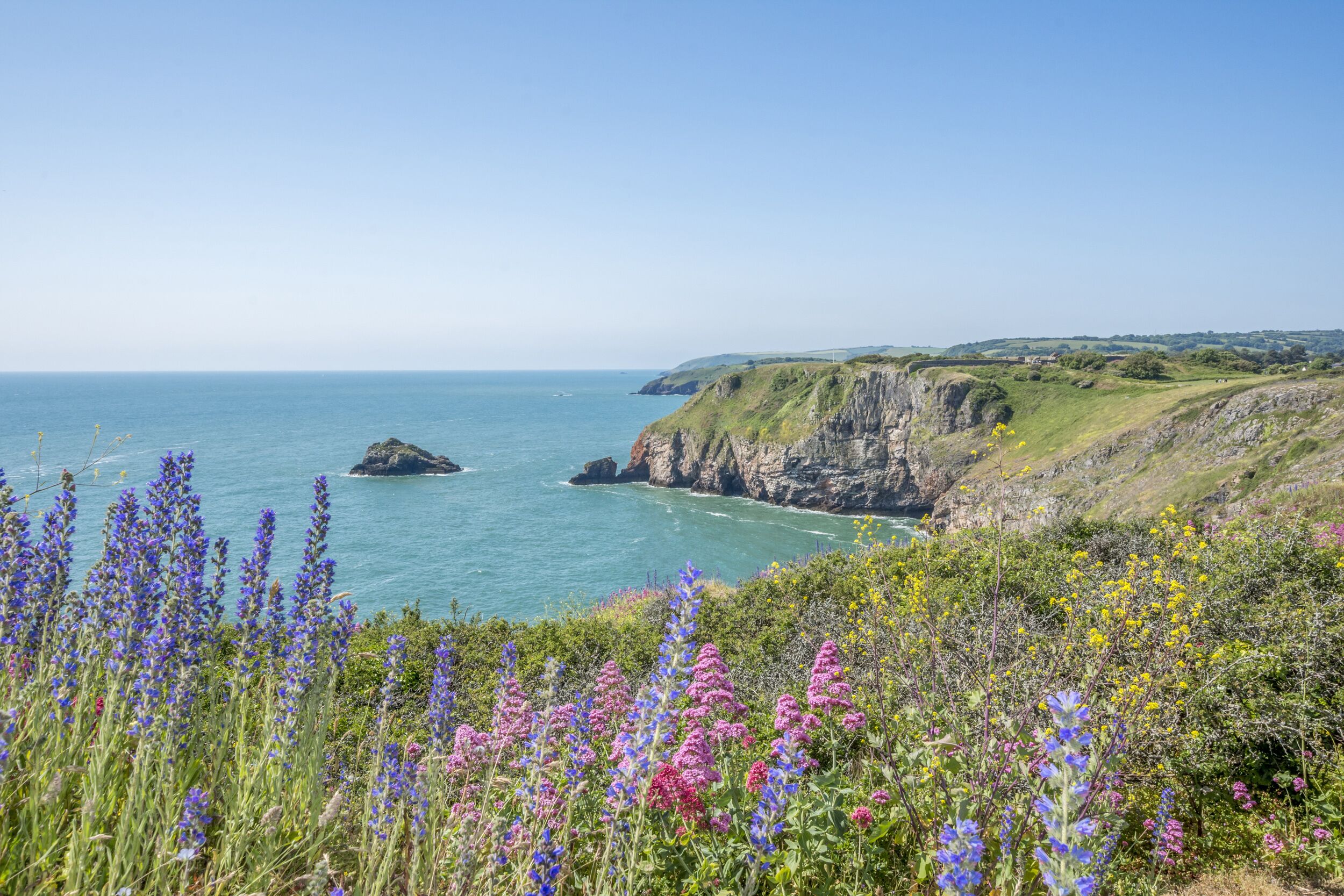 A coastal landscape with cliffs, a clear sky, and wildflowers.