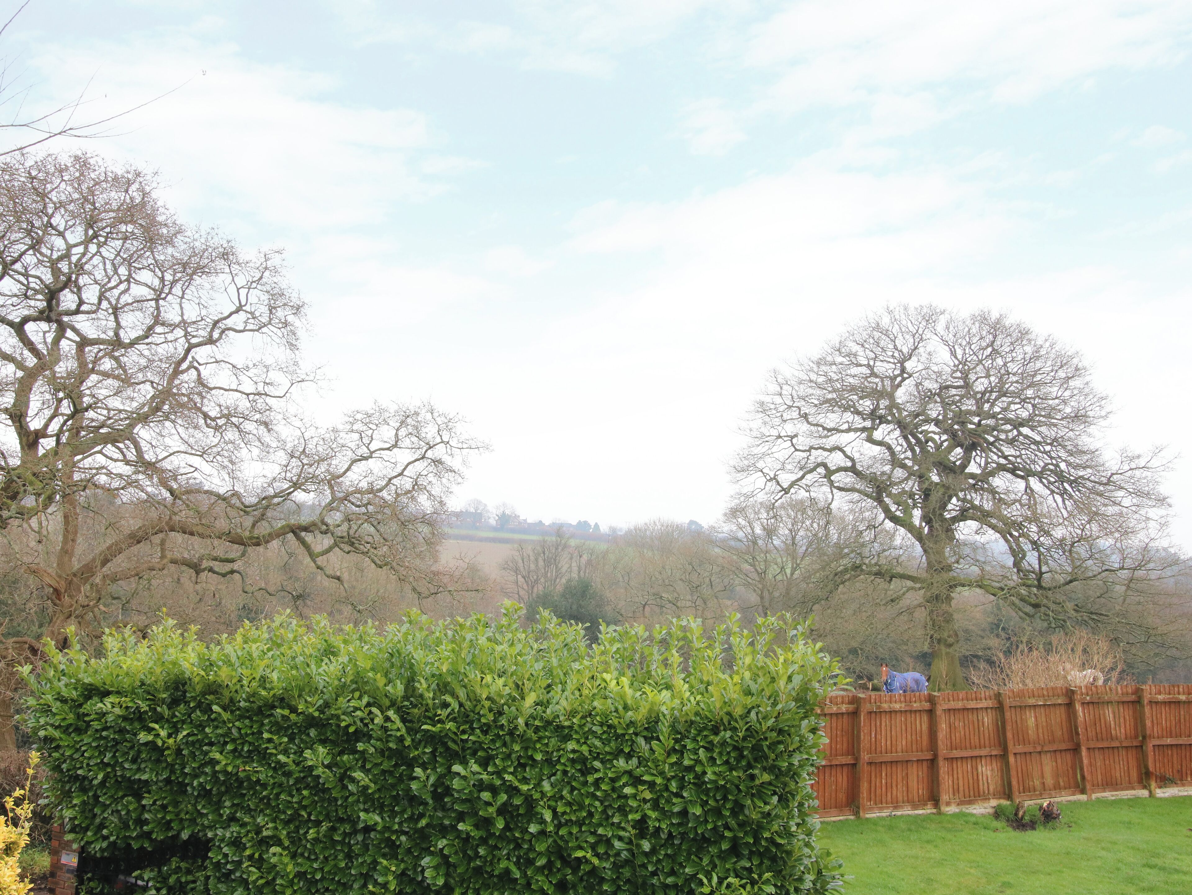 A garden with a wooden fence, a hedge, and leafless trees.