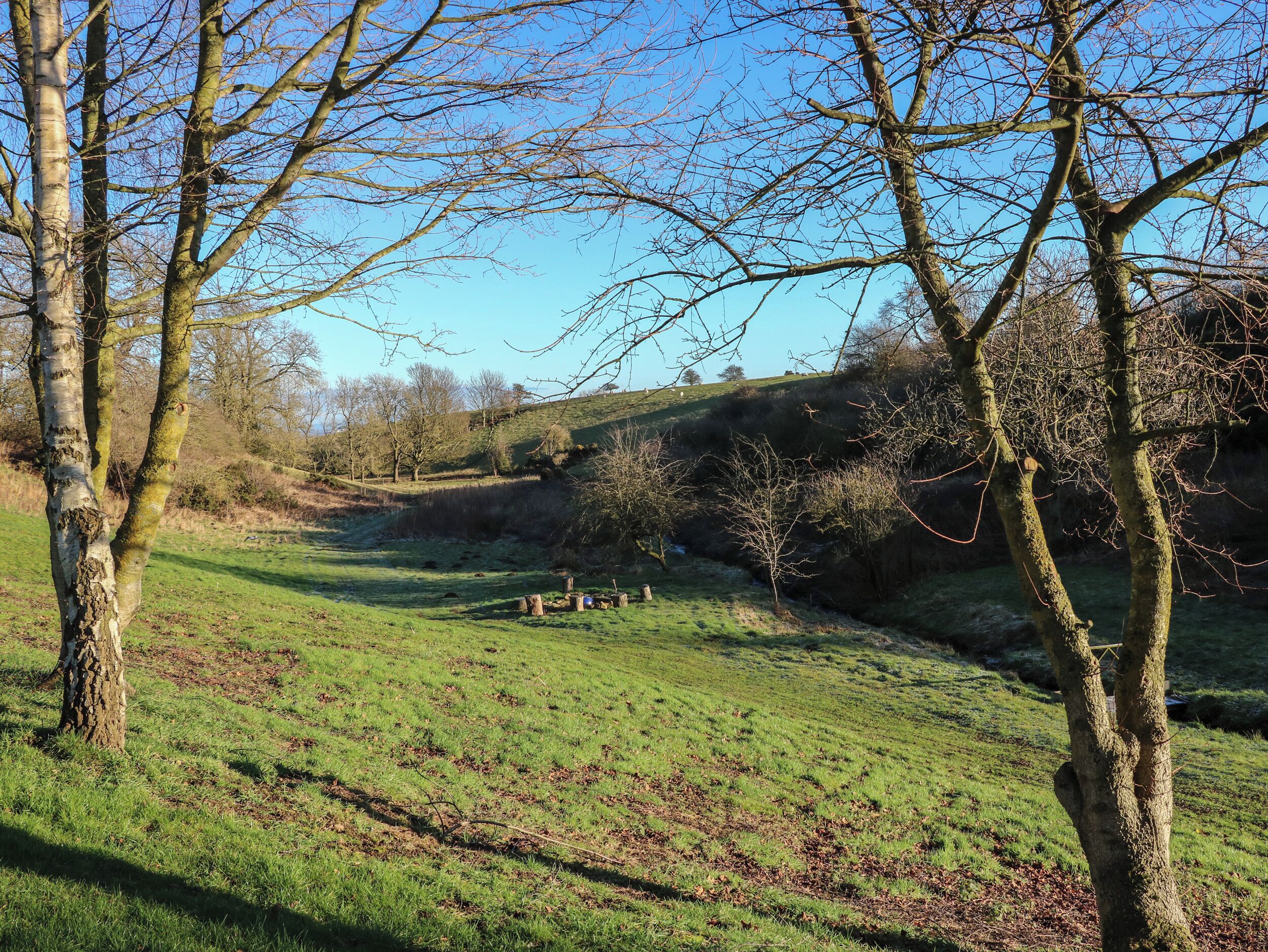 Ein grasbewachsenes Feld mit Bäumen und blauem Himmel.