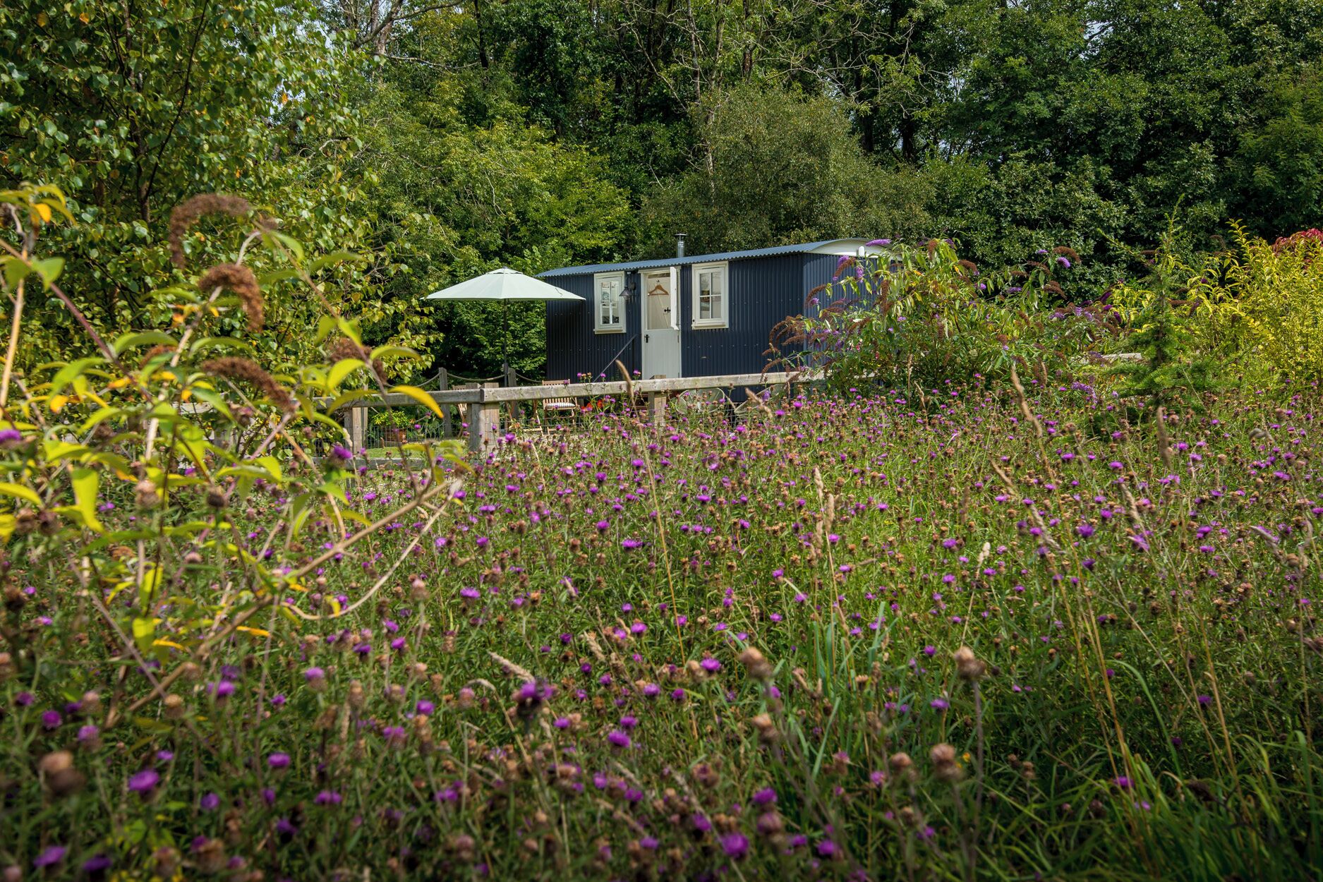 A small, dark blue cabin with a white door and windows, surrounded by a lush garden with purple flowers.