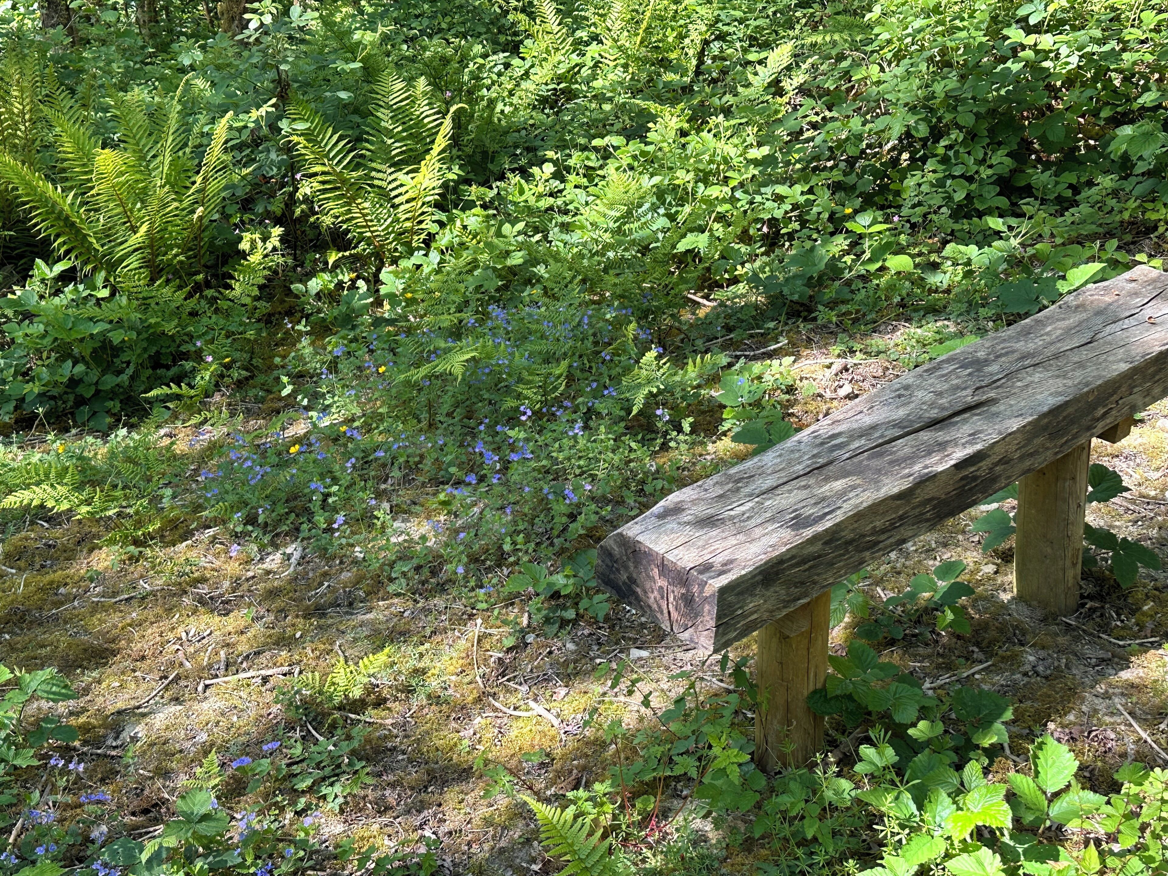 A wooden bench in a natural setting with dense greenery and ferns.