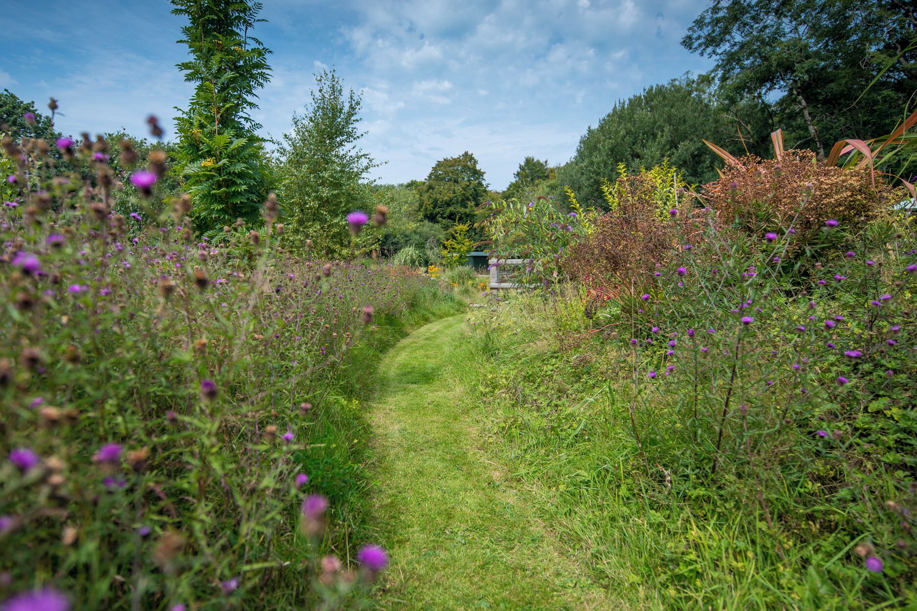 A narrow path through a garden with various wildflowers and shrubs.