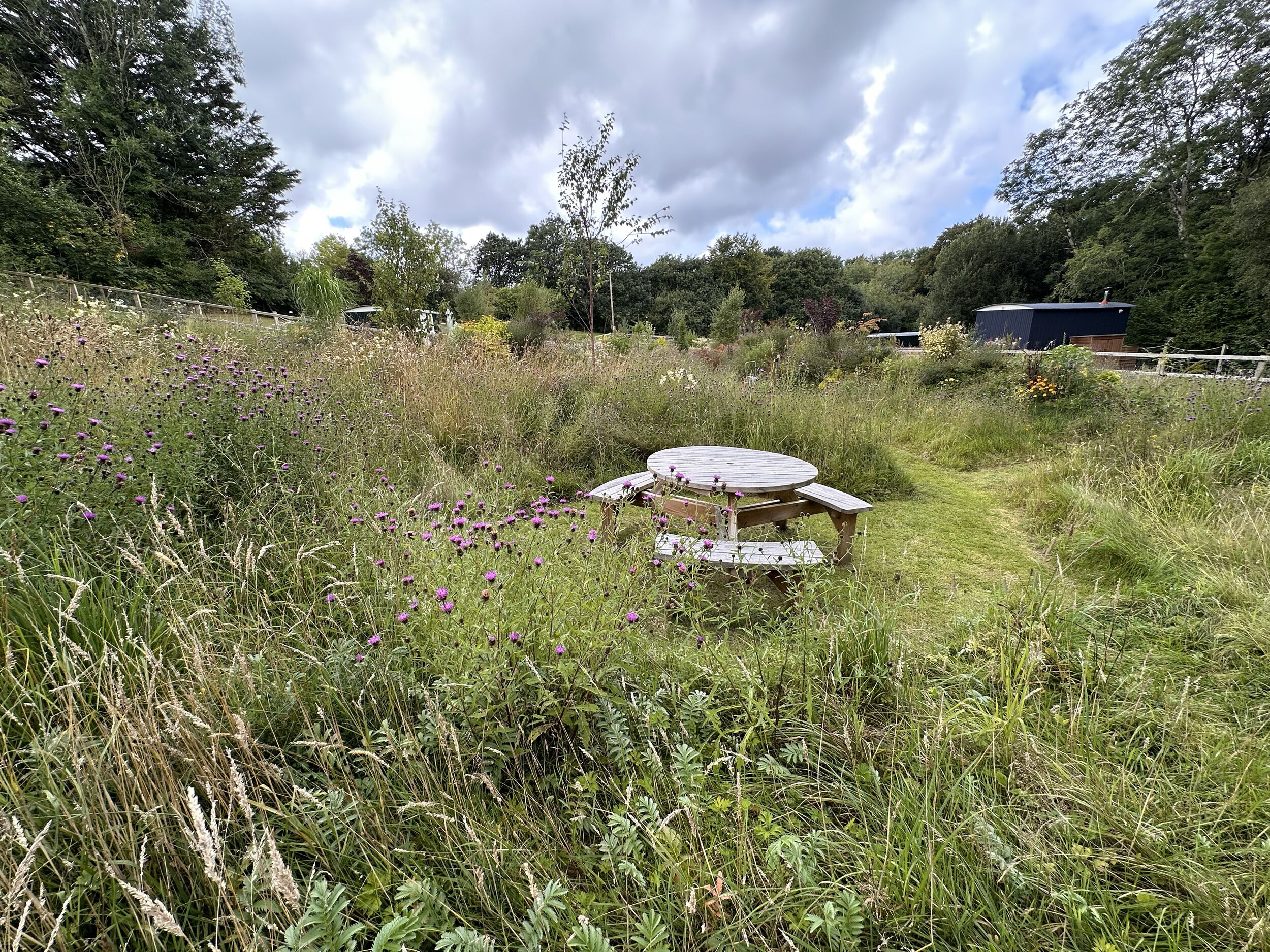 A picnic table in a grassy field with wildflowers and trees in the background.