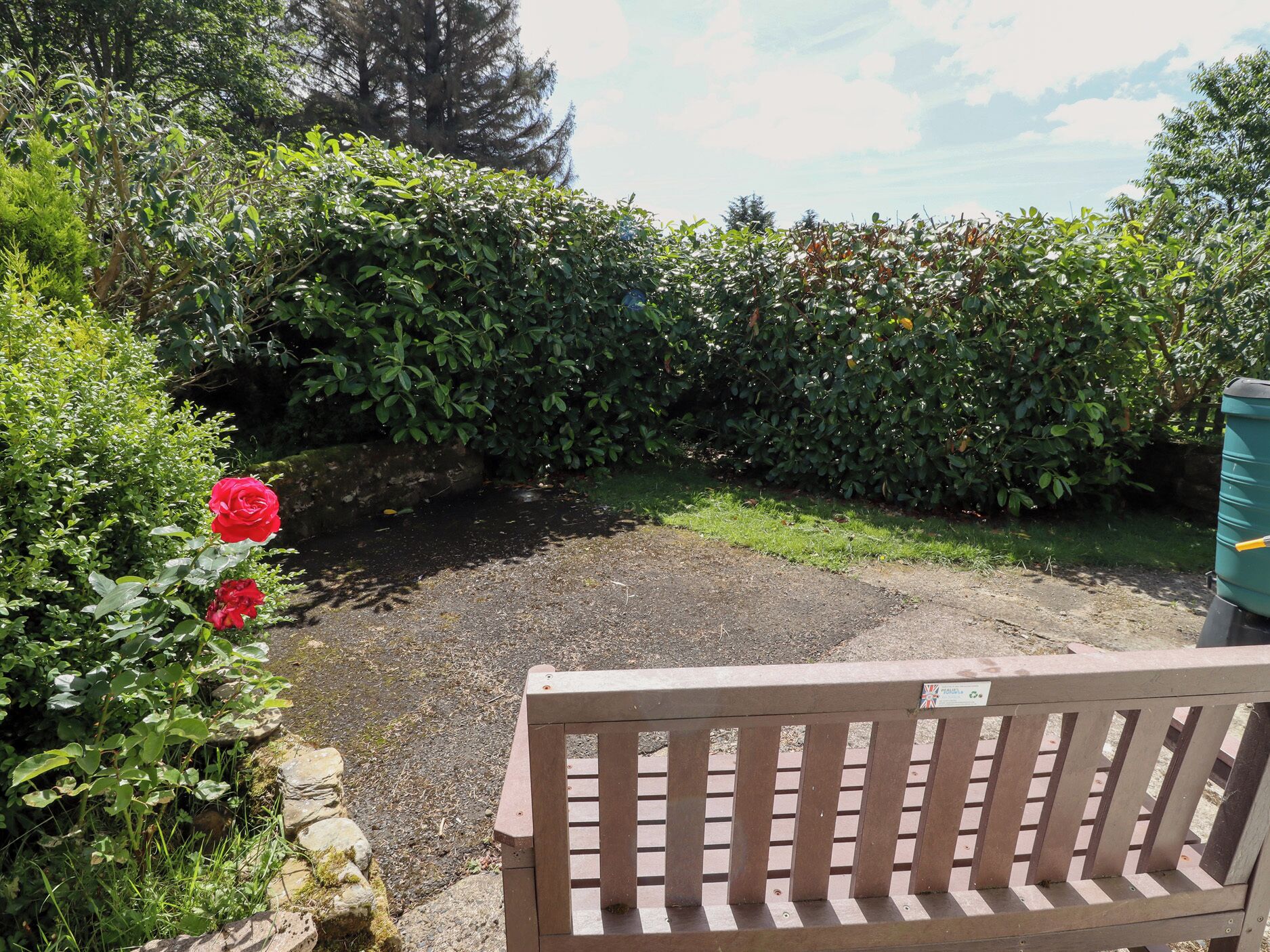 A wooden bench in a garden with a hedge and a red rose.