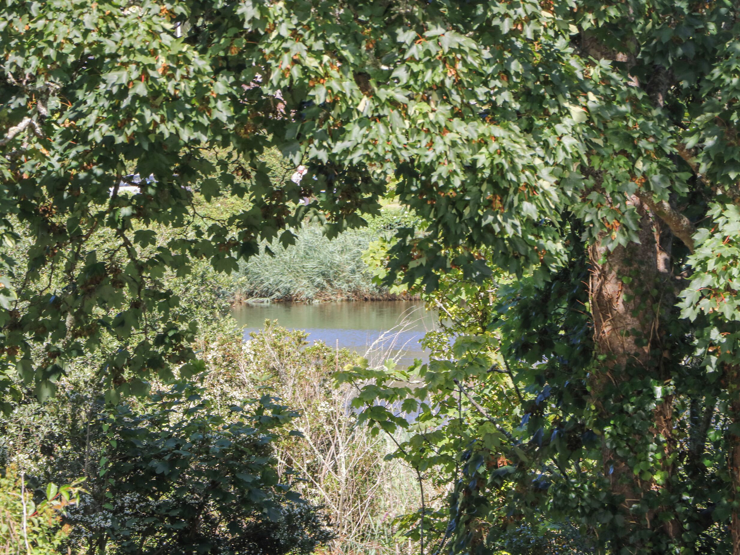 A natural landscape with a body of water surrounded by dense foliage and trees.