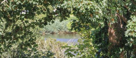 A natural landscape with a body of water surrounded by dense foliage and trees.