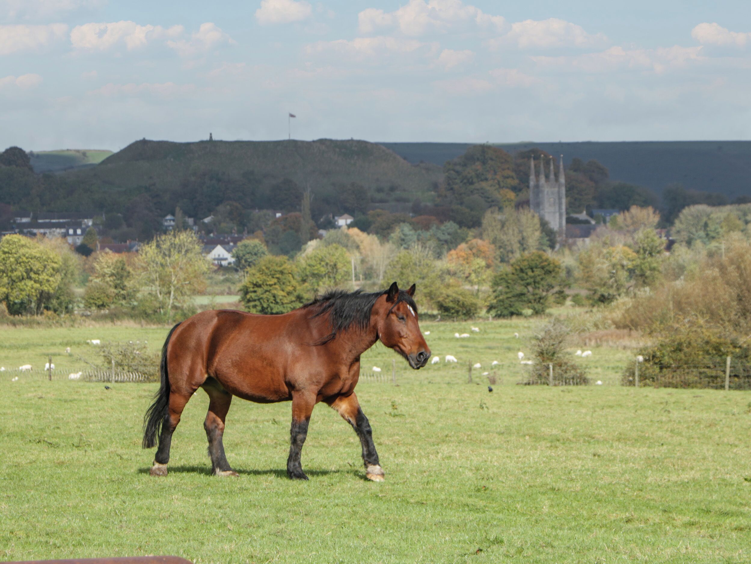 A horse in a grassy field with a distant view of a hill and a church.