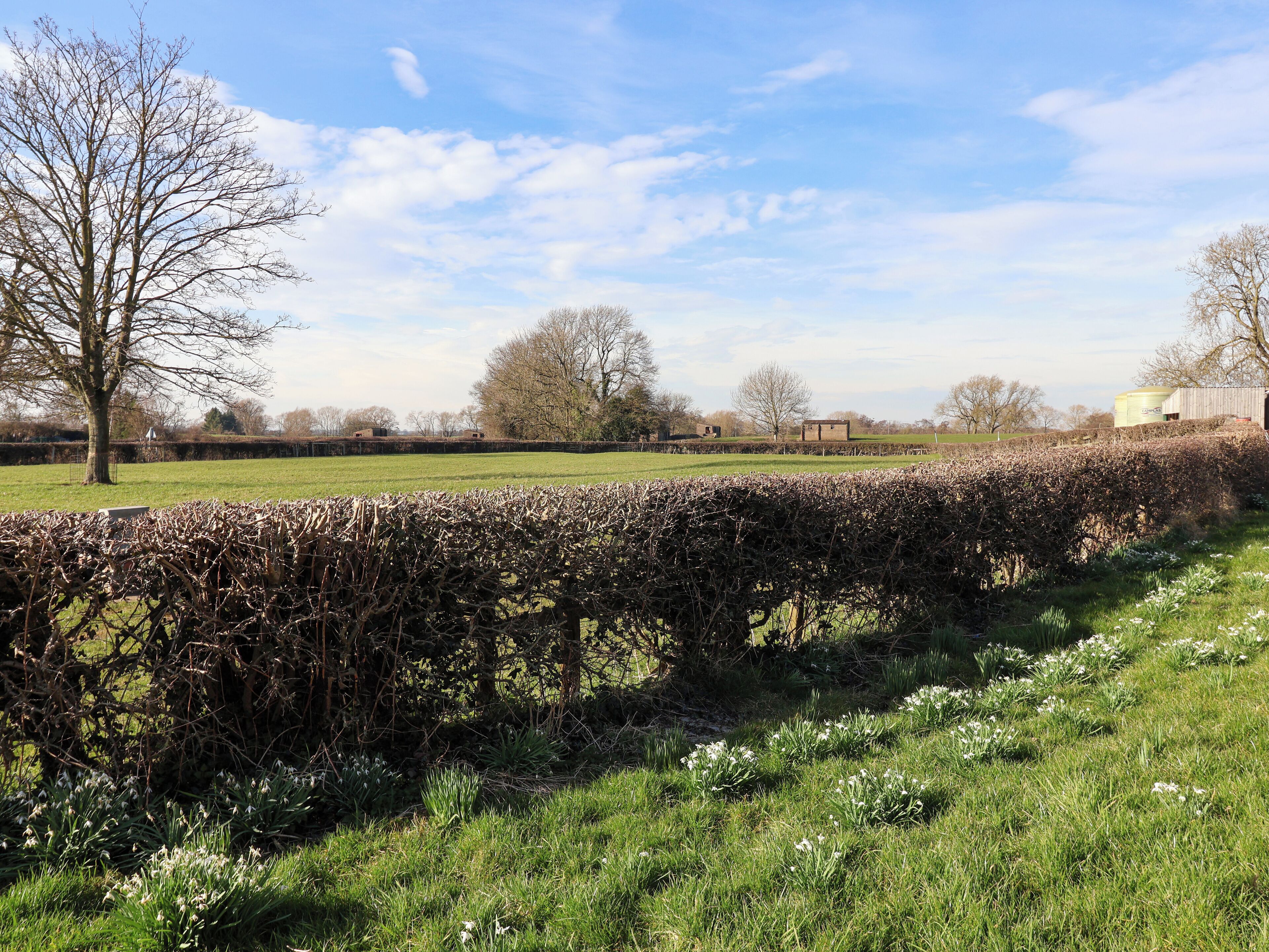 A rural landscape with a hedge, a grassy field, and a clear sky.