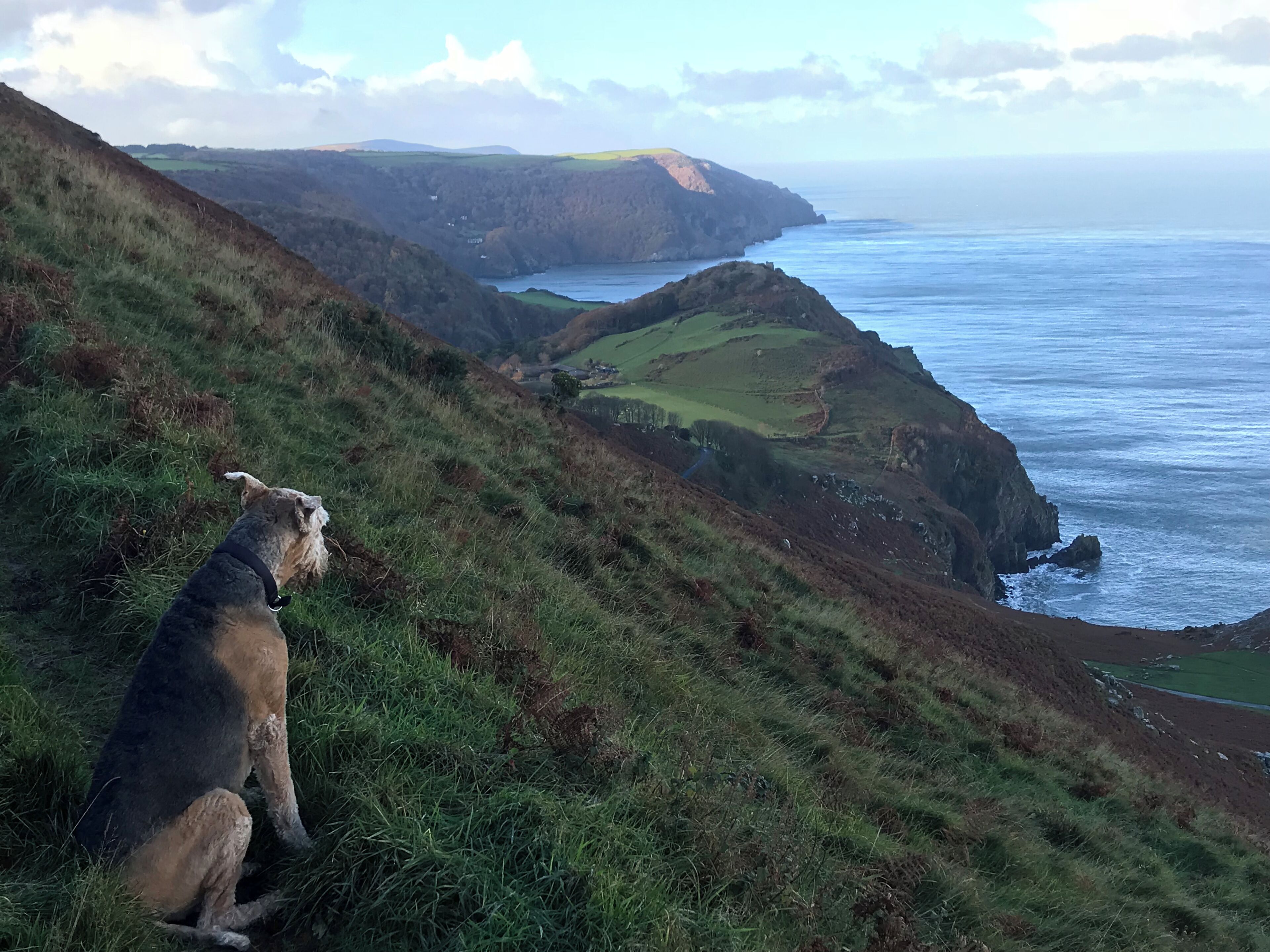 Un perro sentado en una colina cubierta de hierba con vistas a un paisaje costero con acantilados y el mar.
