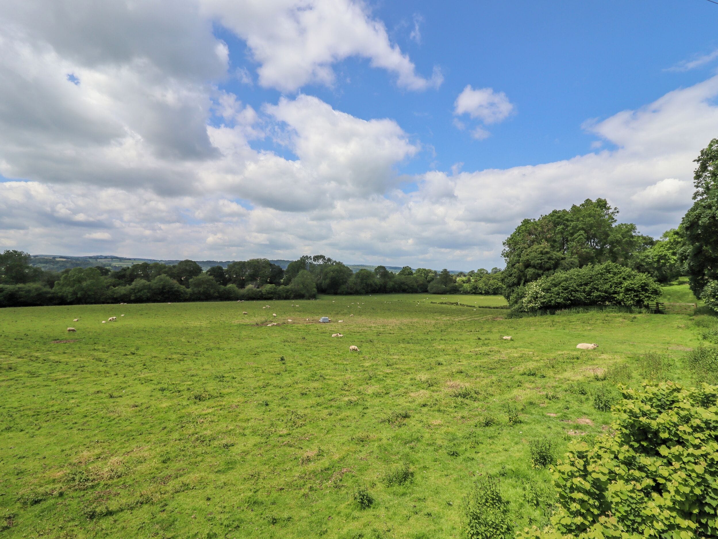 A grassy field with scattered sheep and trees in the background.