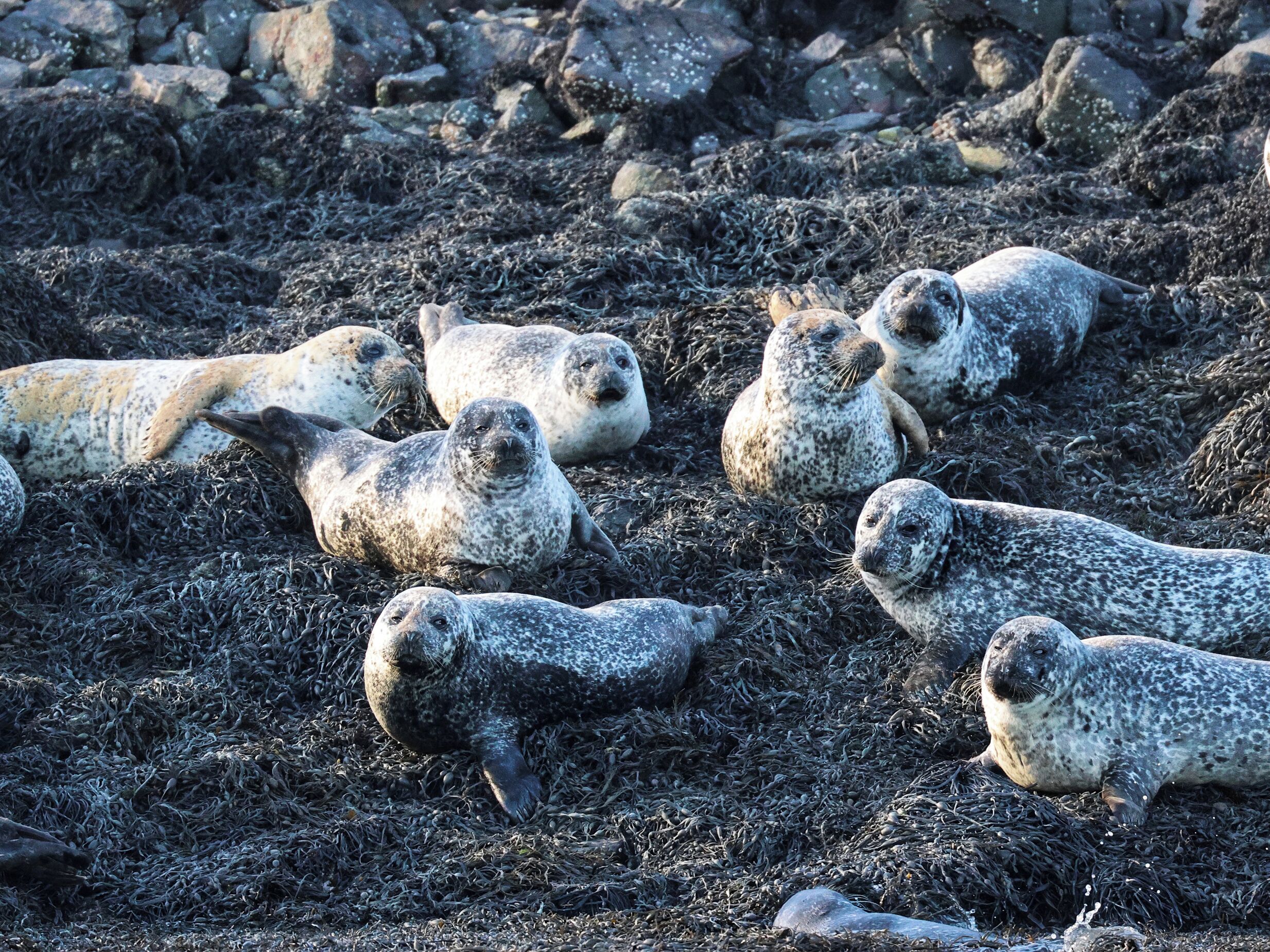 Un grupo de lobos marinos descansando sobre una playa rocosa.