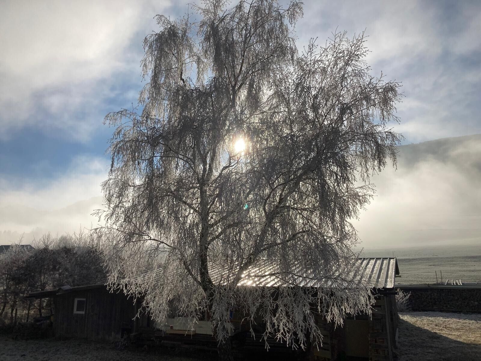 Un arbre aux branches nues, une structure en bois dotée d’un toit incliné et une étendue d’eau en arrière-plan.