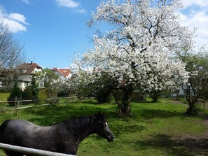 Miscellaneous - Apartment 'Diepold' with Mountain View, Shared Garden and Wi-Fi (Wasserburg (Bodensee))