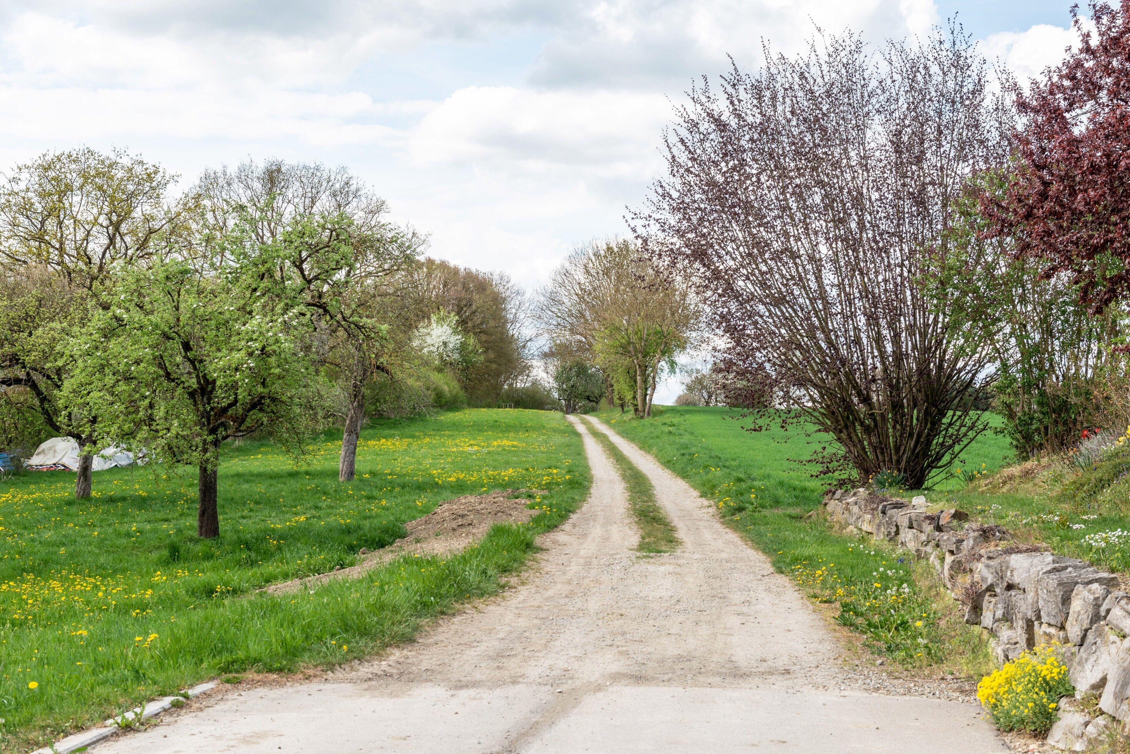 A rural dirt road flanked by trees and a stone wall.