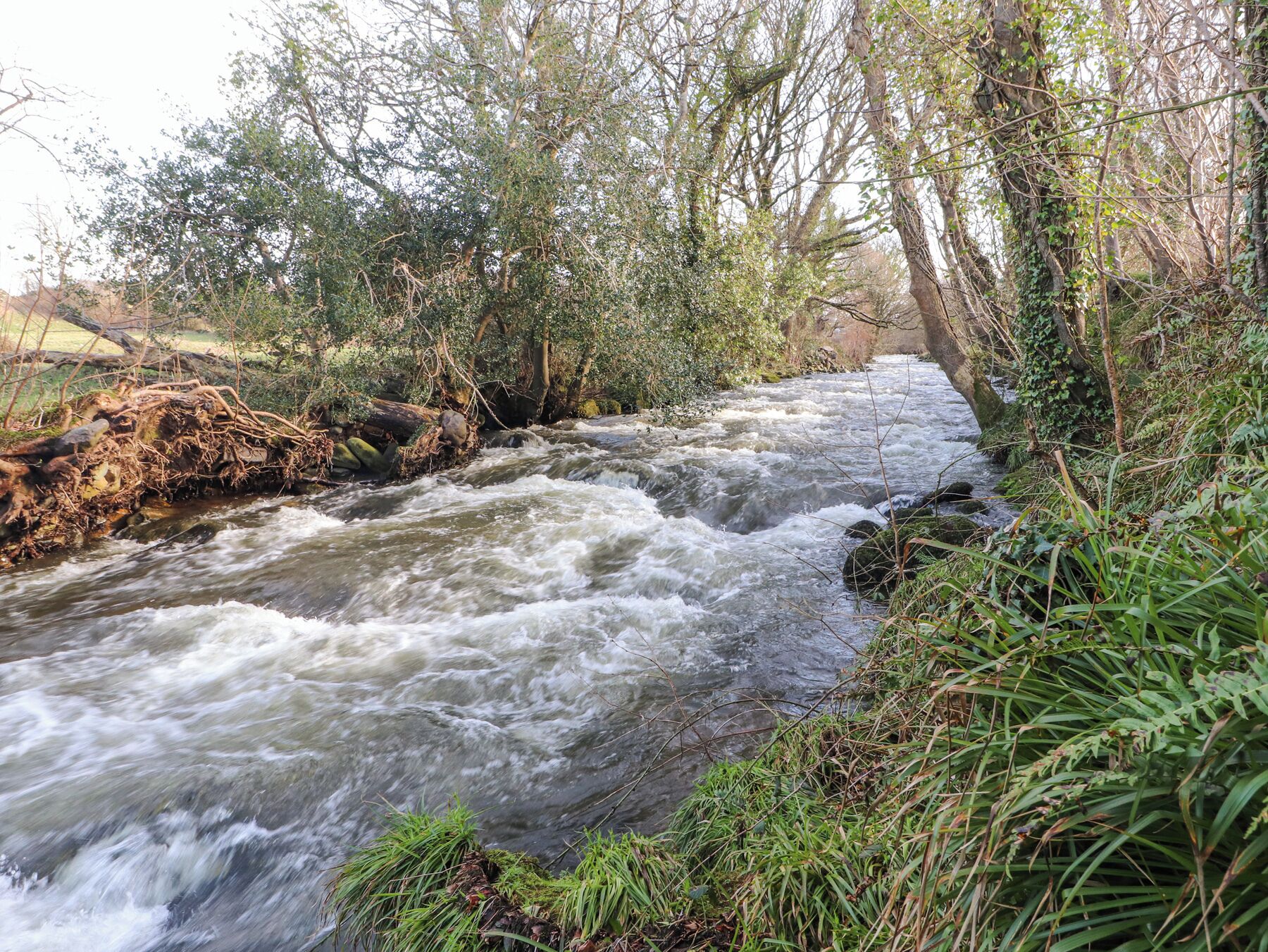A river flowing through a wooded area with dense foliage and trees.